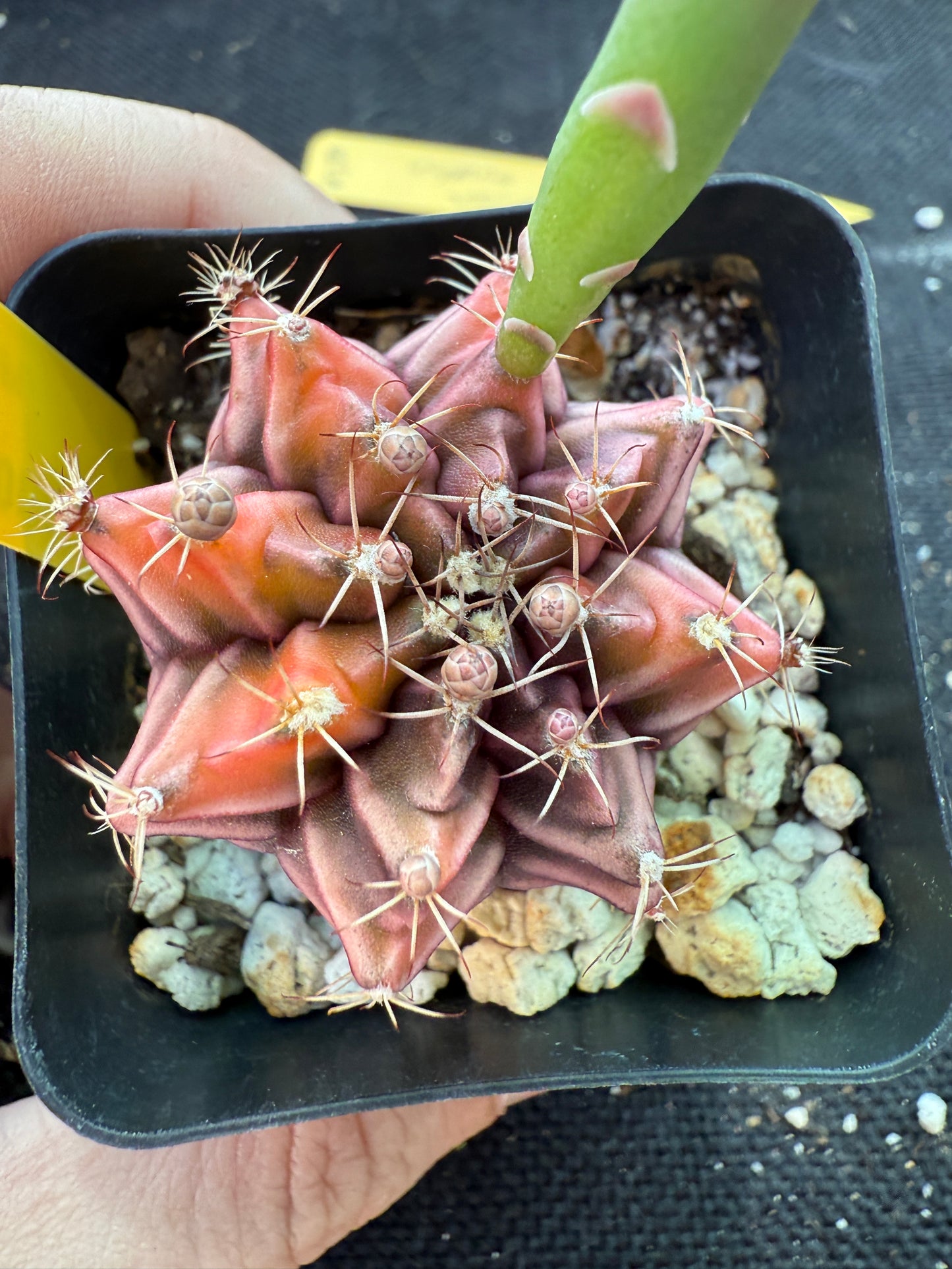 Gymnocalycium sepia rare cultivar 972