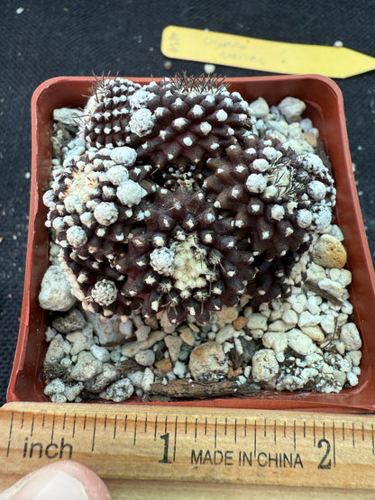 Copiapoa tennuissima monstrose 144