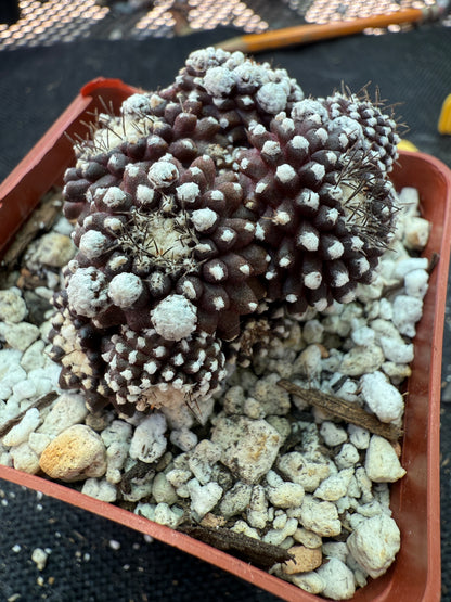 Copiapoa tennuissima monstrose 144