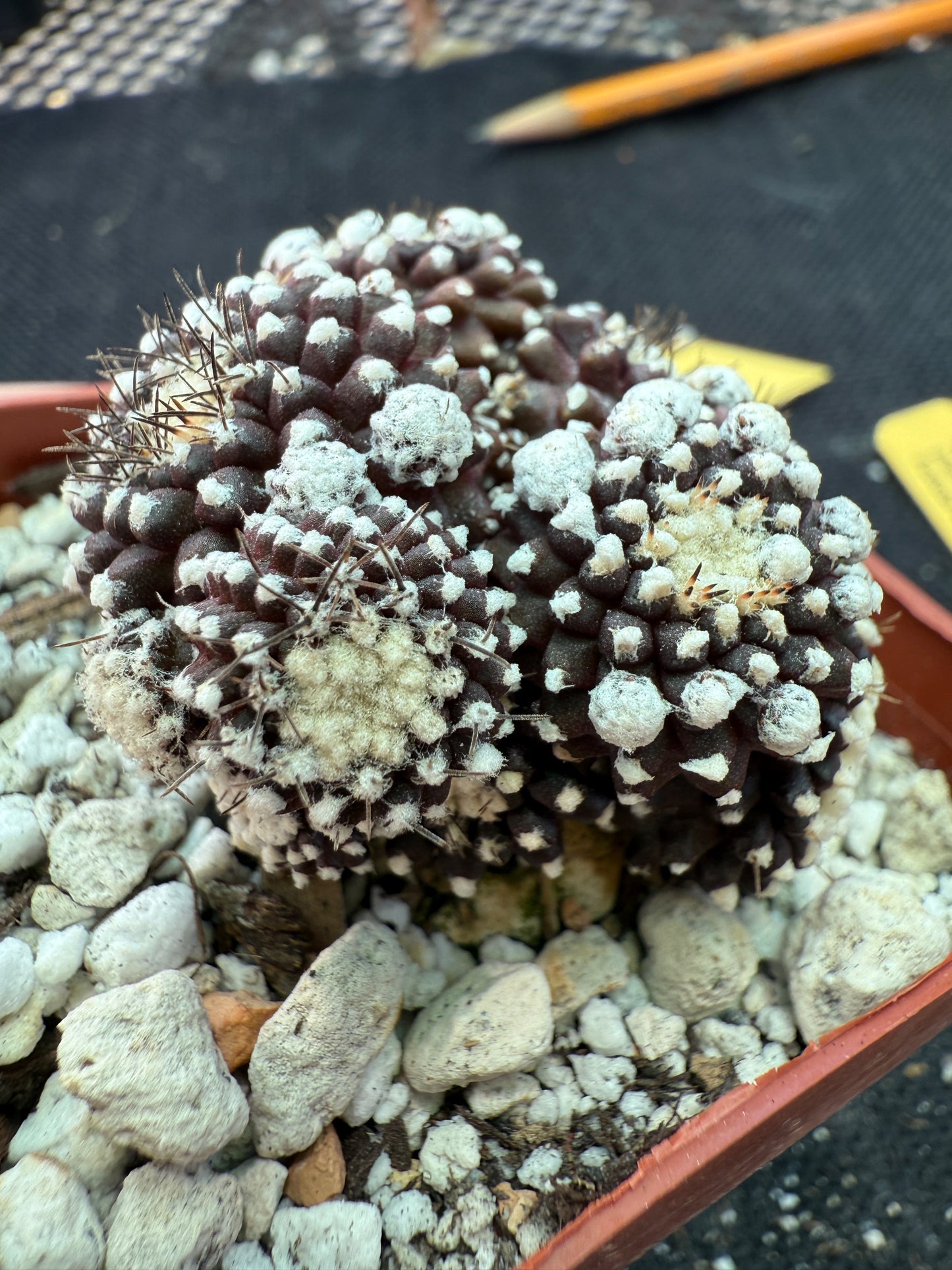 Copiapoa tennuissima monstrose 144