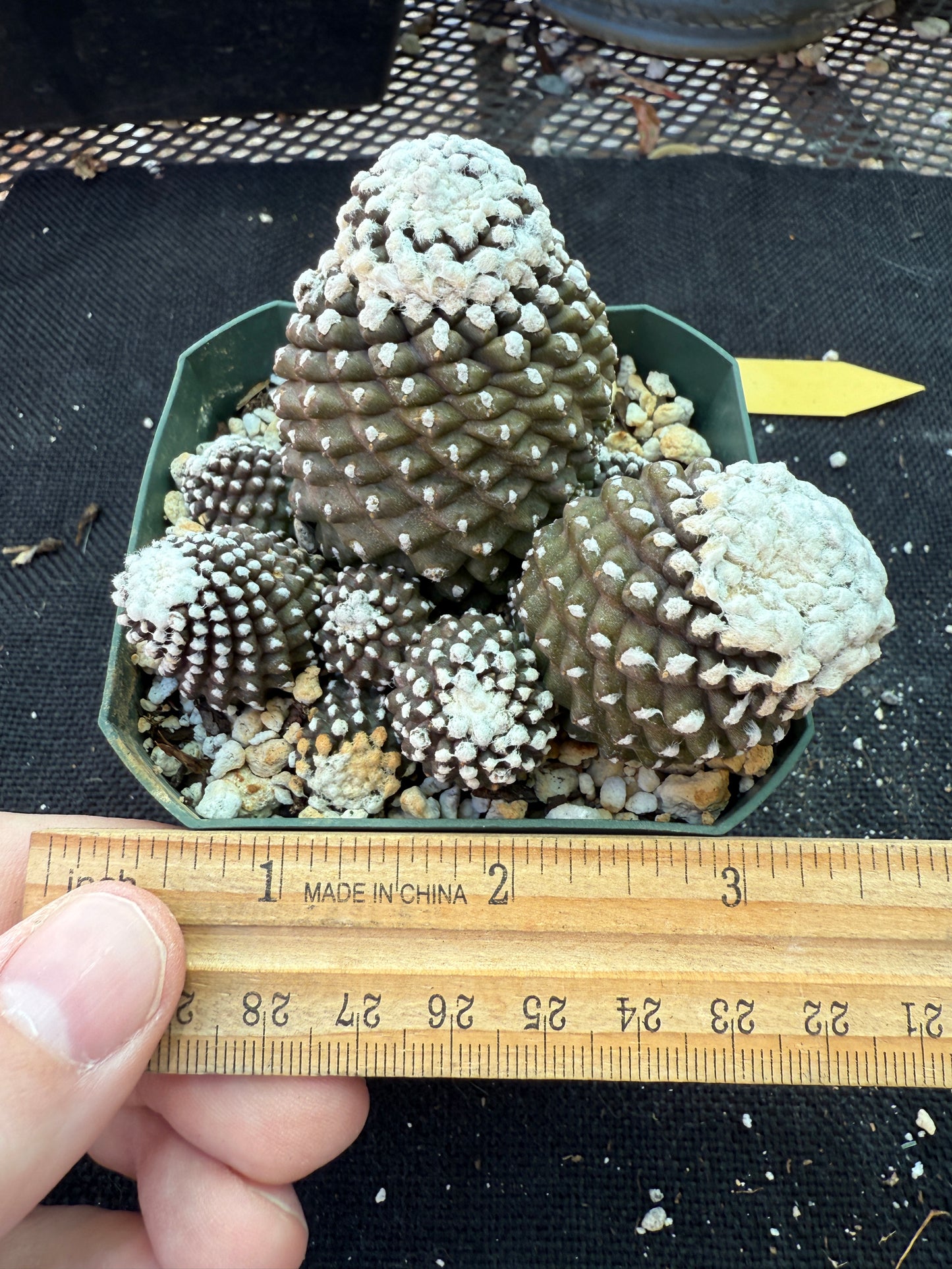 Copiapoa tennuissima monstrose big plant 145