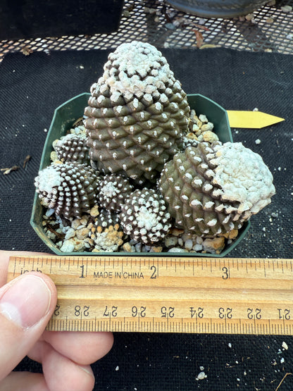 Copiapoa tennuissima monstrose big plant 145