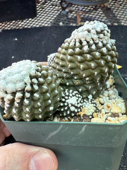 Copiapoa tennuissima monstrose big plant 145