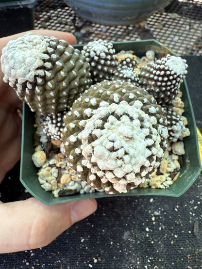 Copiapoa tennuissima monstrose big plant 145