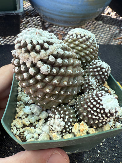 Copiapoa tennuissima monstrose big plant 145