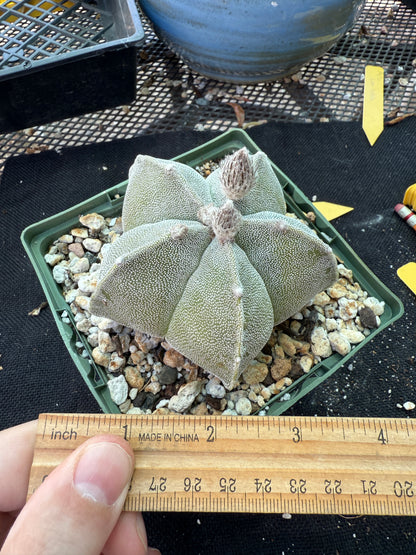 Astrophytum myriostigma cactus in 4 inch pot nice 147