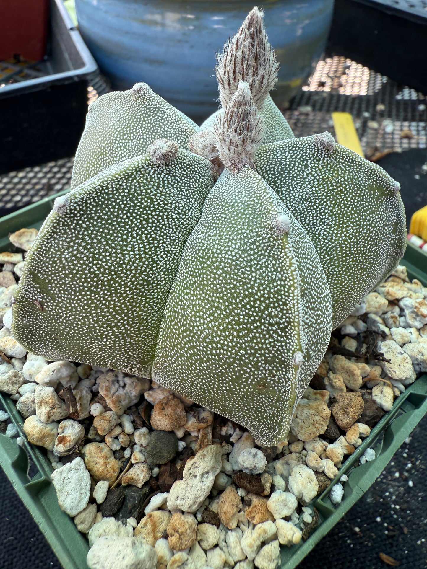 Astrophytum myriostigma cactus in 4 inch pot nice 147