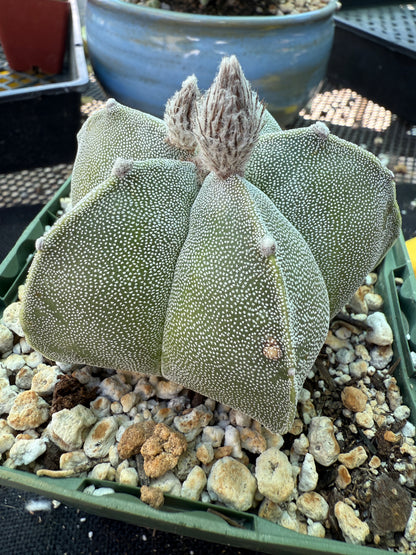 Astrophytum myriostigma cactus in 4 inch pot nice 147