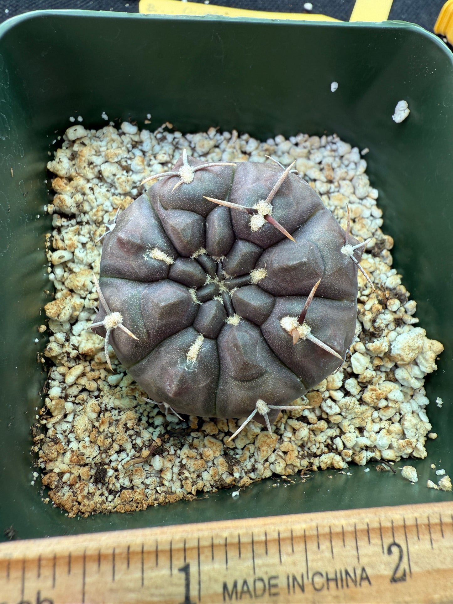 Gymnocalycium dubinorum black cactus 148