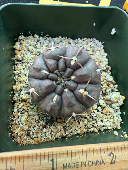 Gymnocalycium dubinorum black cactus 148