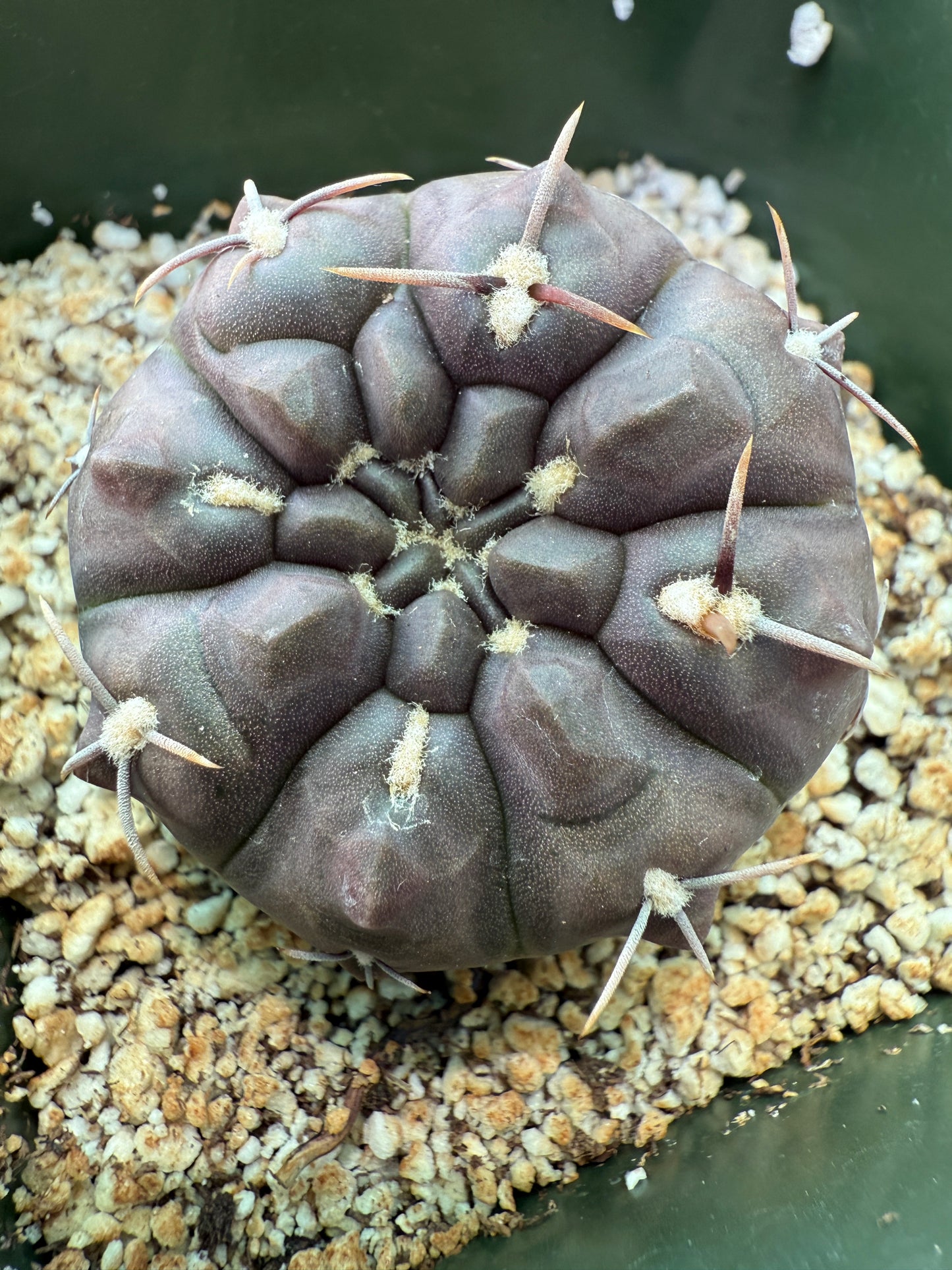 Gymnocalycium dubinorum black cactus 148