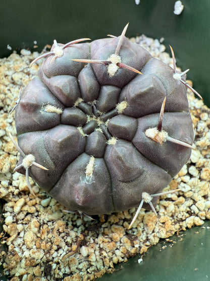 Gymnocalycium dubinorum black cactus 148