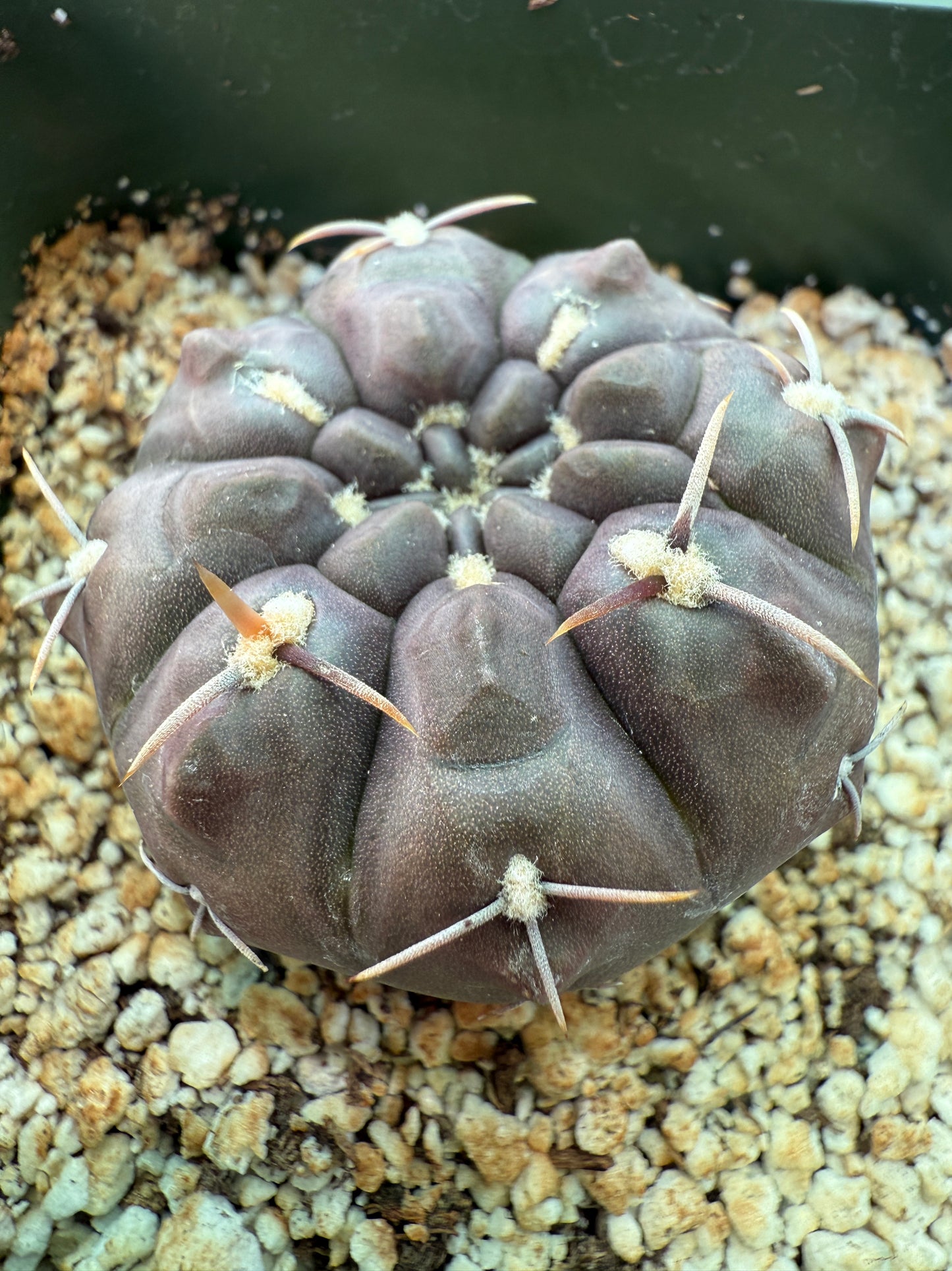 Gymnocalycium dubinorum black cactus 148