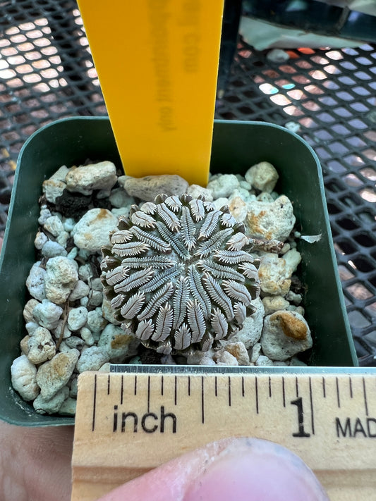 Pelecyphora aselliformis rare cactus #7
