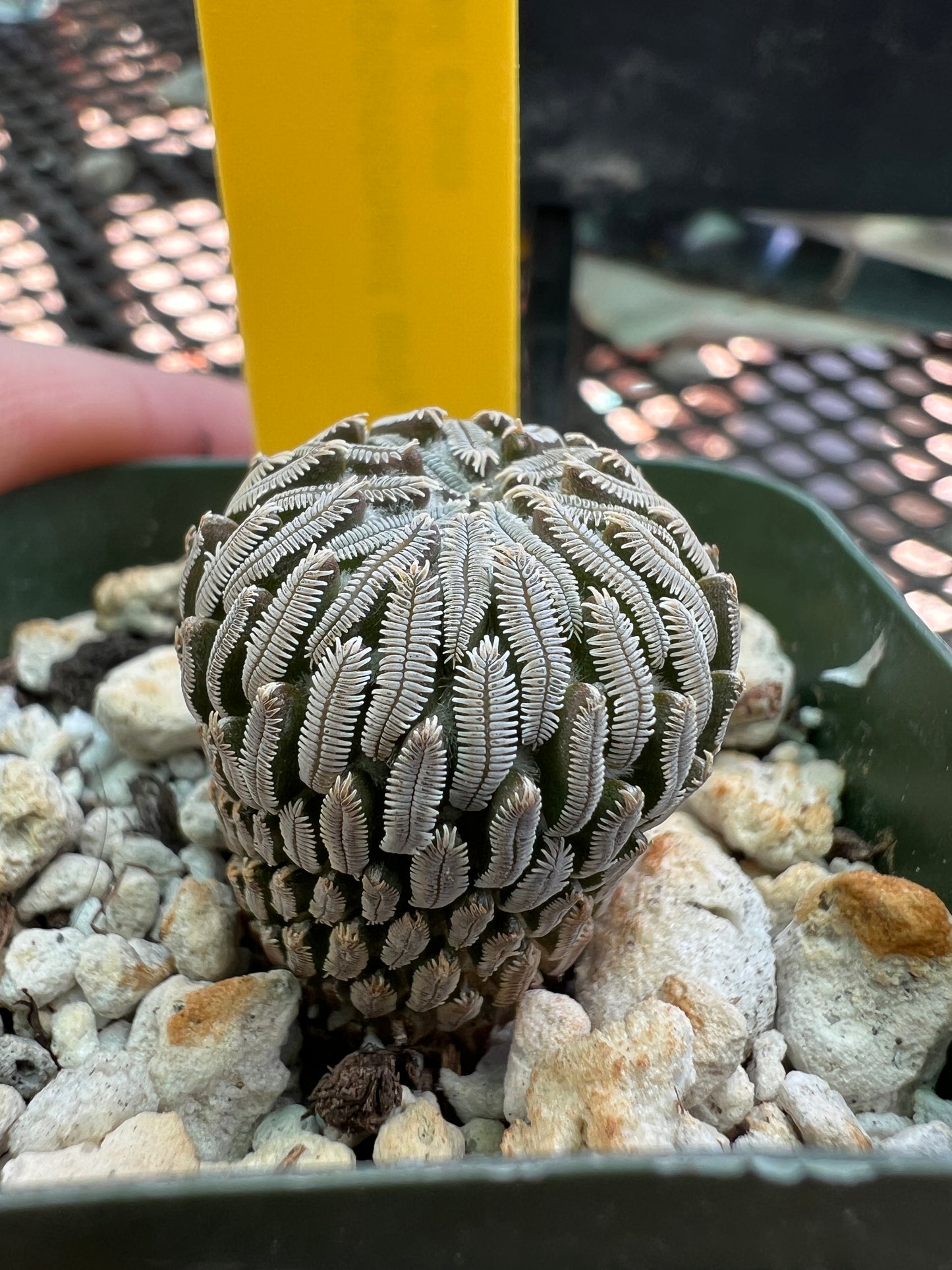 Pelecyphora aselliformis rare cactus #7
