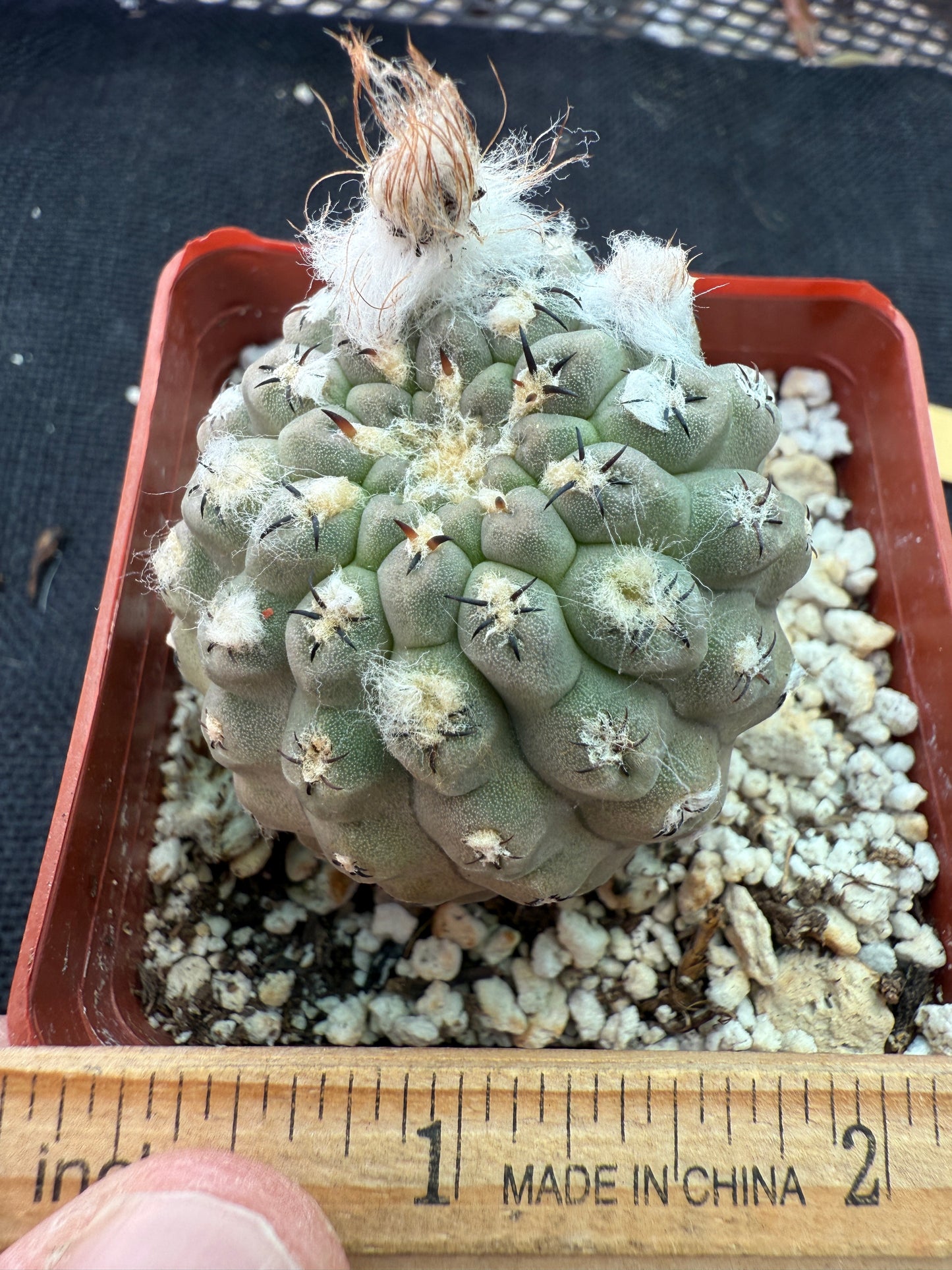 Neochilenia napina rare cactus grey 151