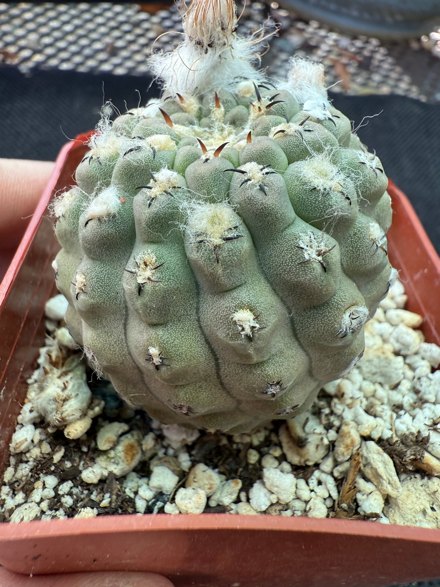 Neochilenia napina rare cactus grey 151