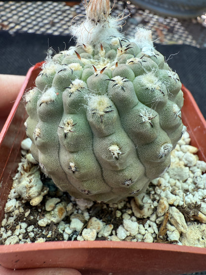 Neochilenia napina rare cactus grey 151