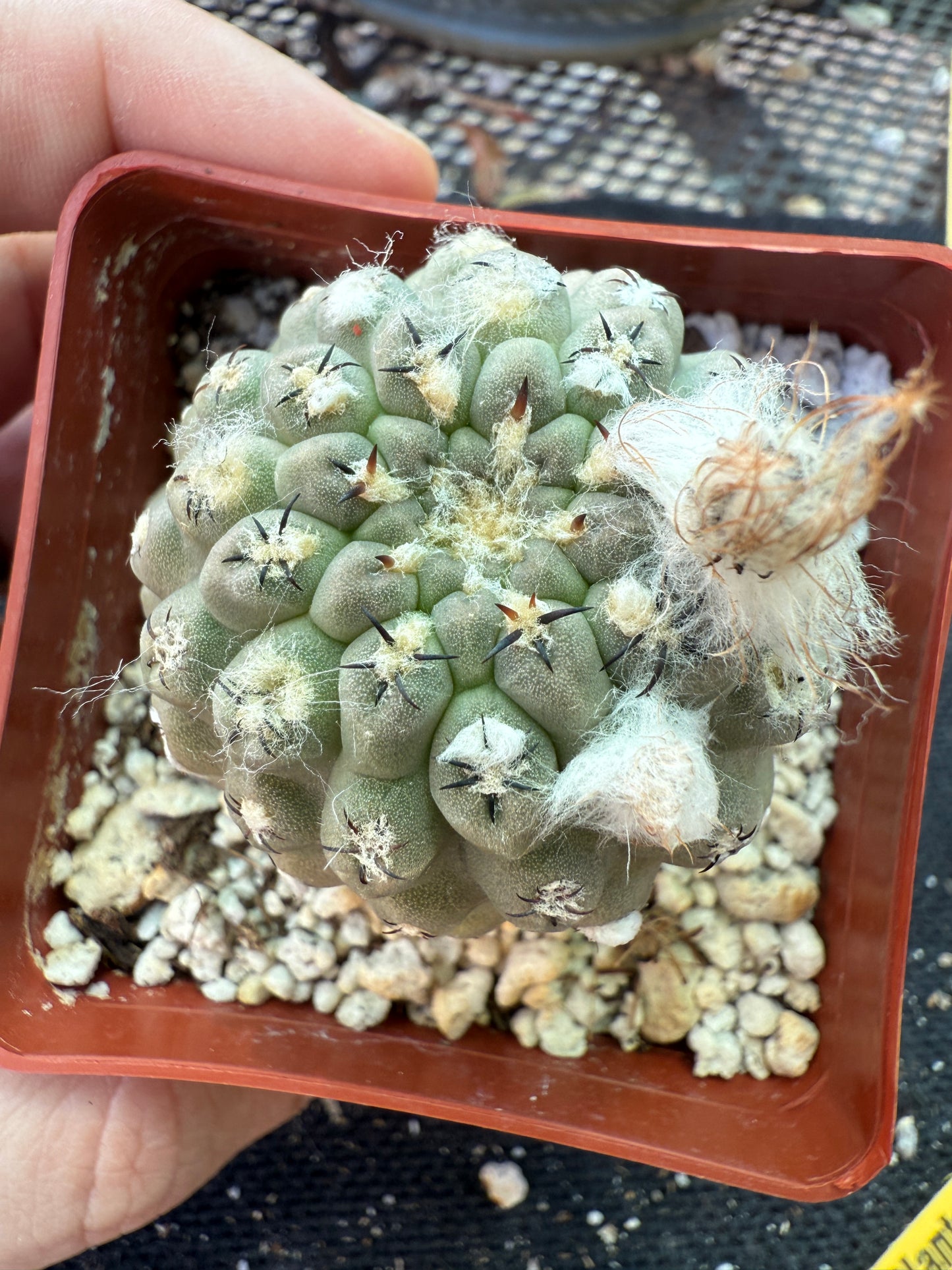 Neochilenia napina rare cactus grey 151