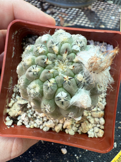 Neochilenia napina rare cactus grey 151
