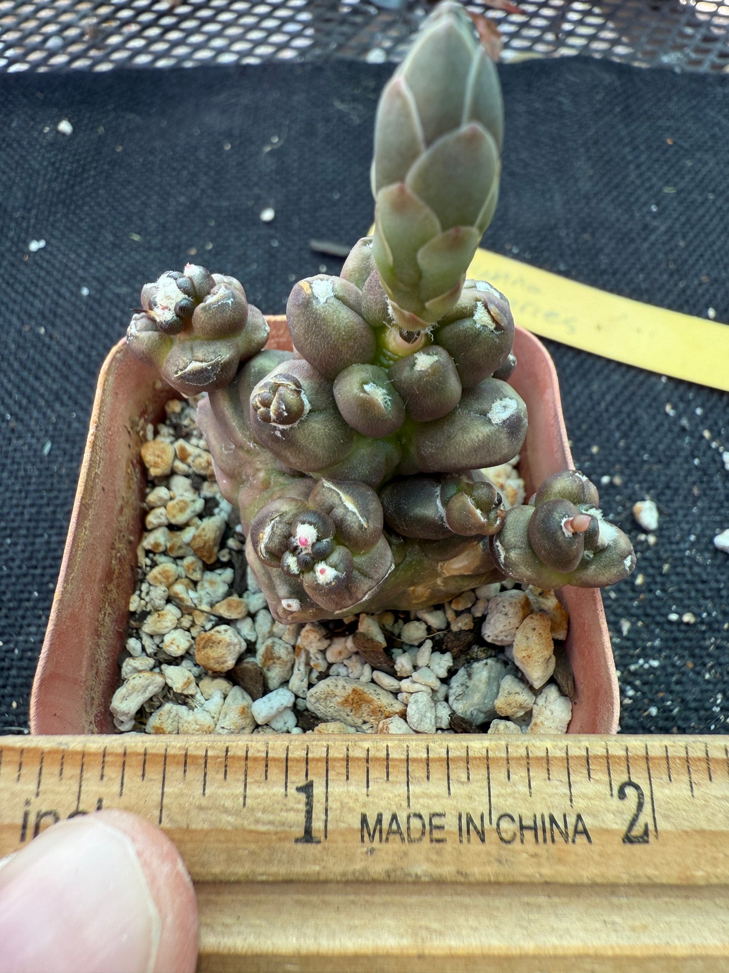 Gymnocalycium transformer monstrose rare 153