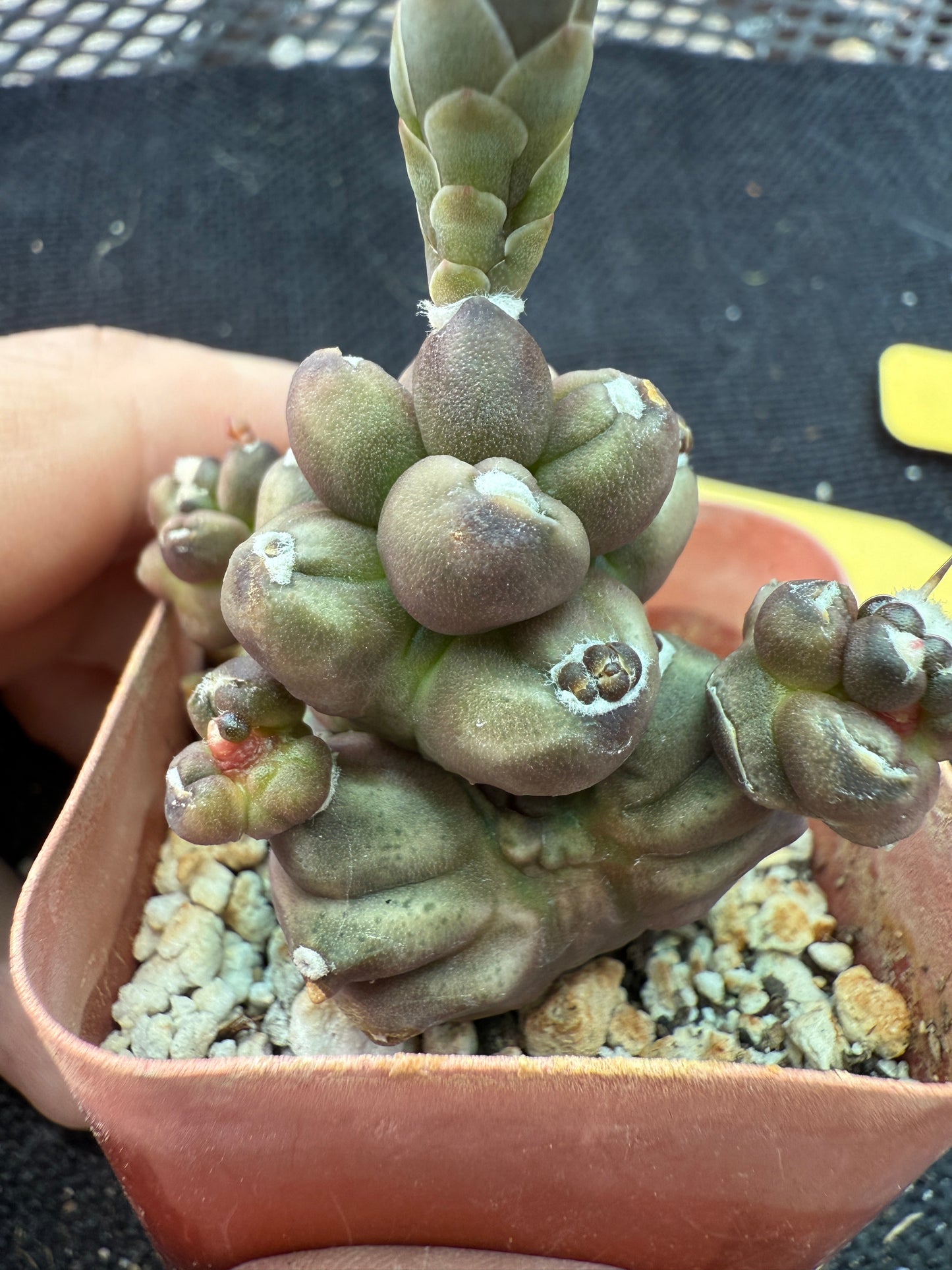 Gymnocalycium transformer monstrose rare 153