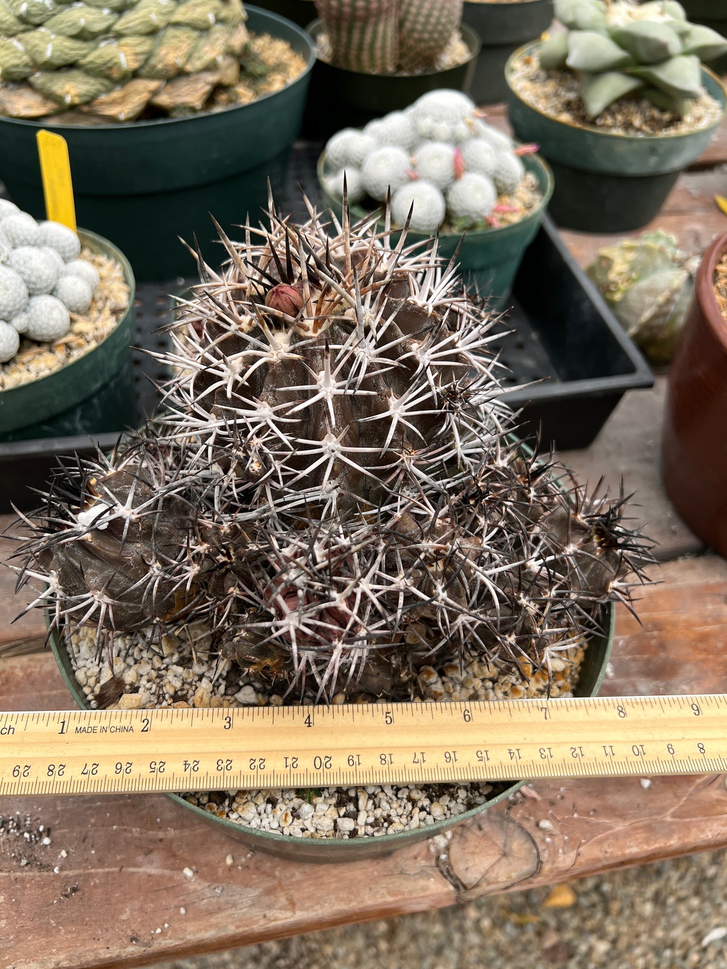 Copiapoa dura cactus in 8 inch pot, big specimen