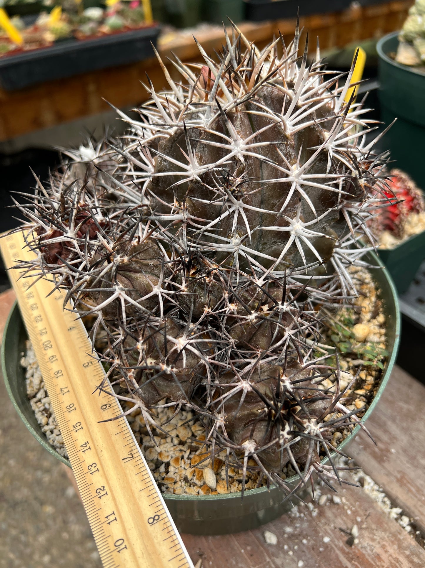 Copiapoa dura cactus in 8 inch pot, big specimen