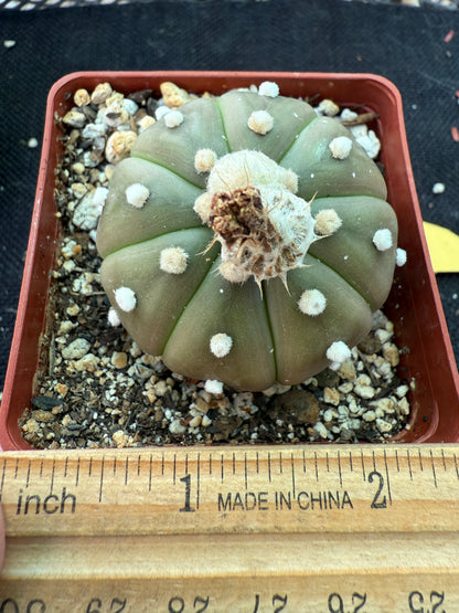 Astrophytum asterias cactus 157