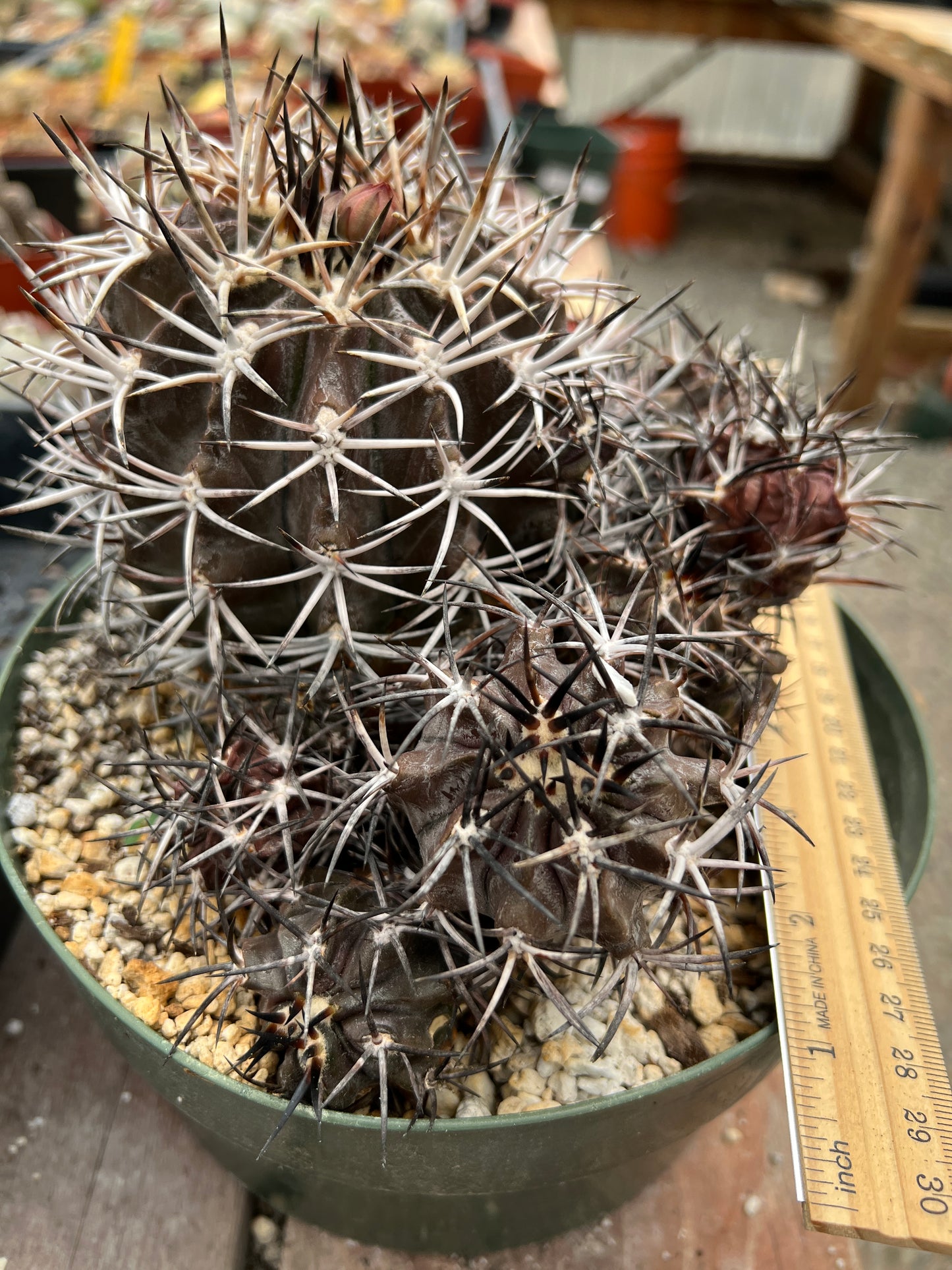 Copiapoa dura cactus in 8 inch pot, big specimen