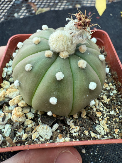 Astrophytum asterias cactus 157