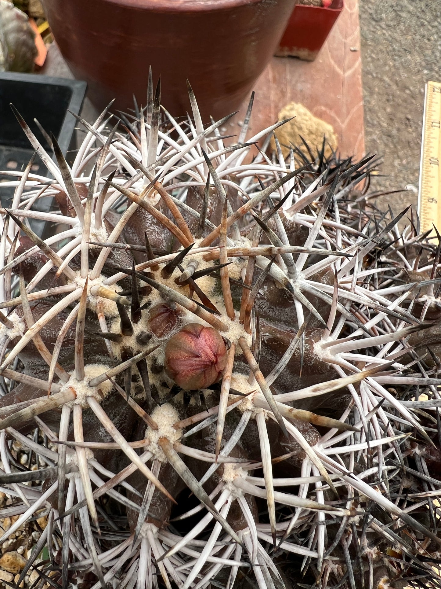 Copiapoa dura cactus in 8 inch pot, big specimen