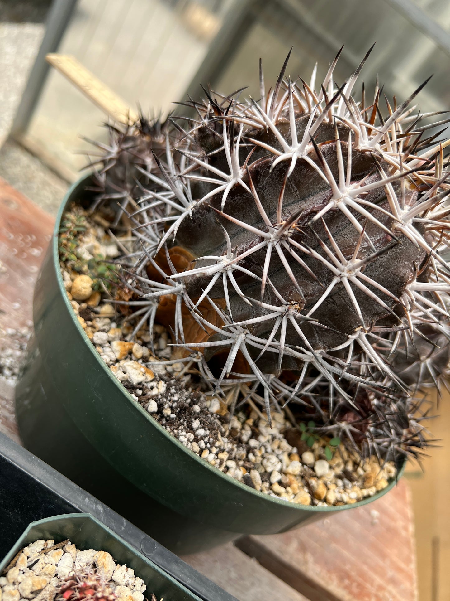 Copiapoa dura cactus in 8 inch pot, big specimen