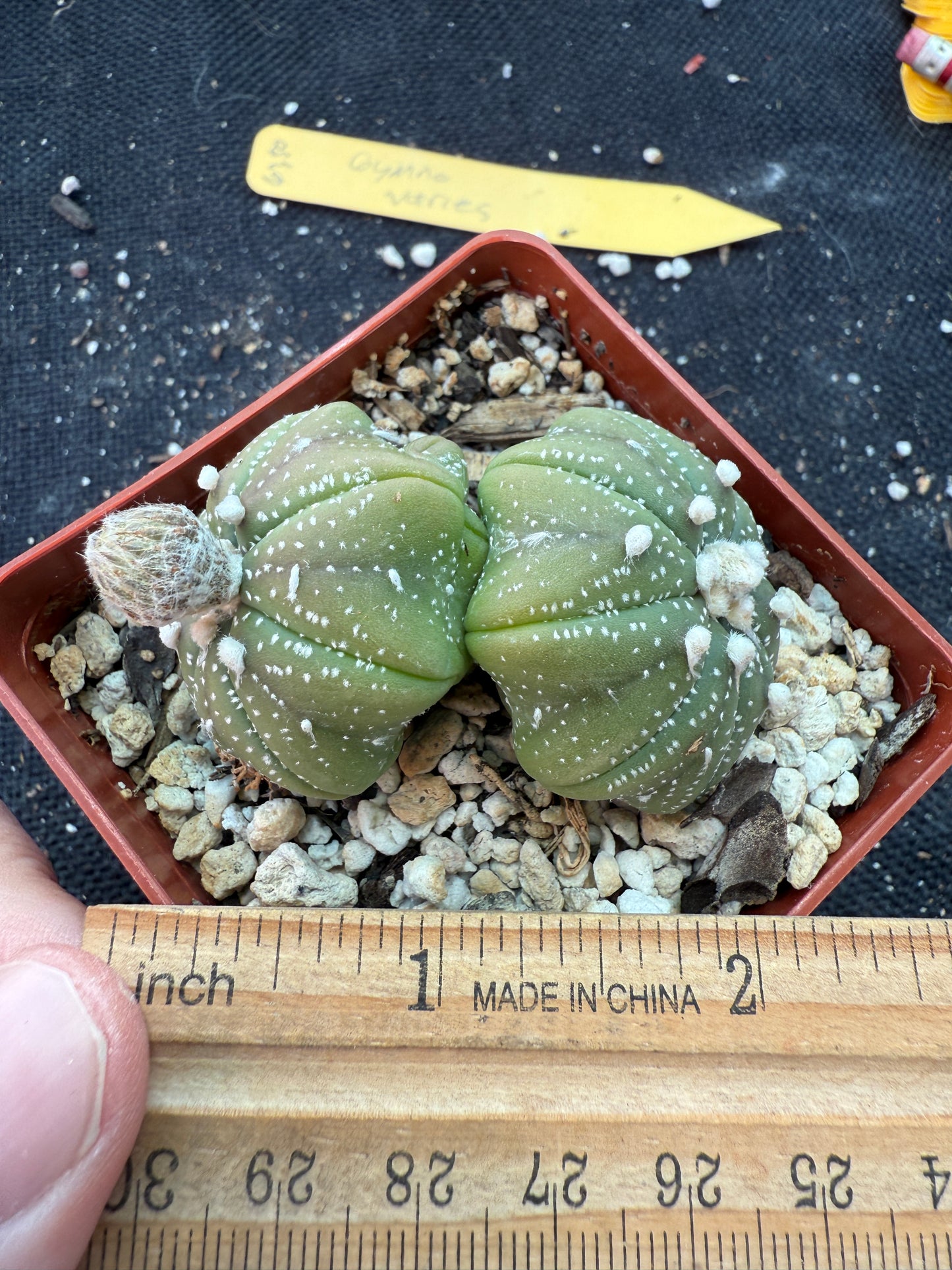 Astrophytum asterias two headed cactus 161