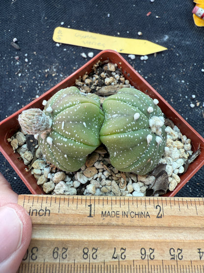Astrophytum asterias two headed cactus 161