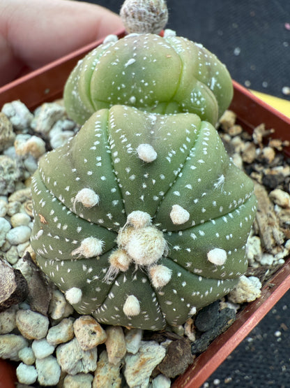 Astrophytum asterias two headed cactus 161