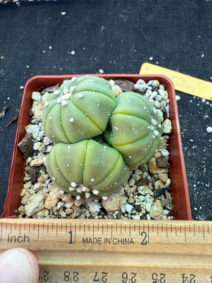 Astrophytum asterias three headed plant very rare 162