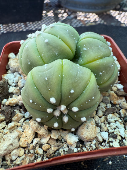 Astrophytum asterias three headed plant very rare 162
