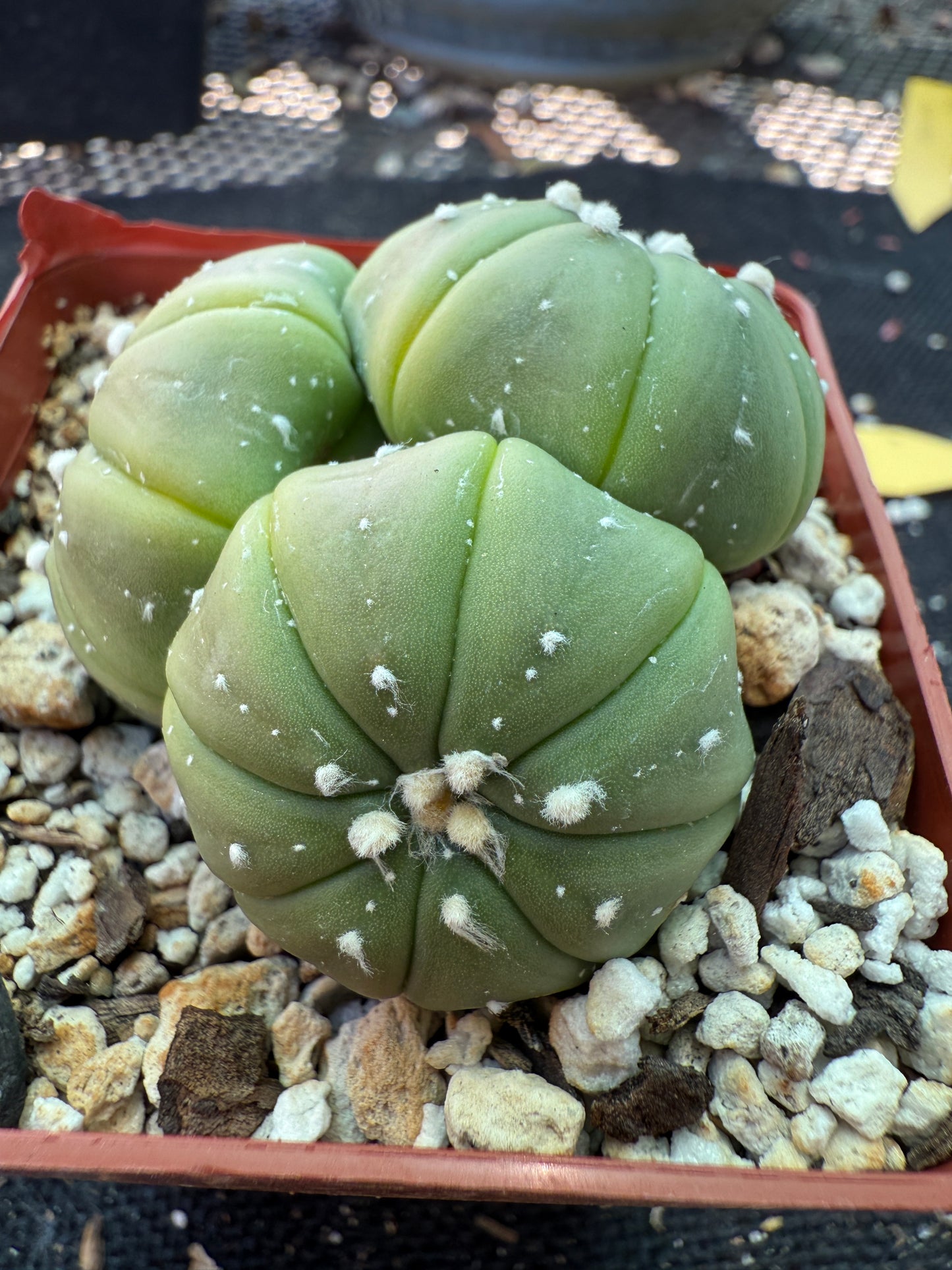 Astrophytum asterias three headed plant very rare 162