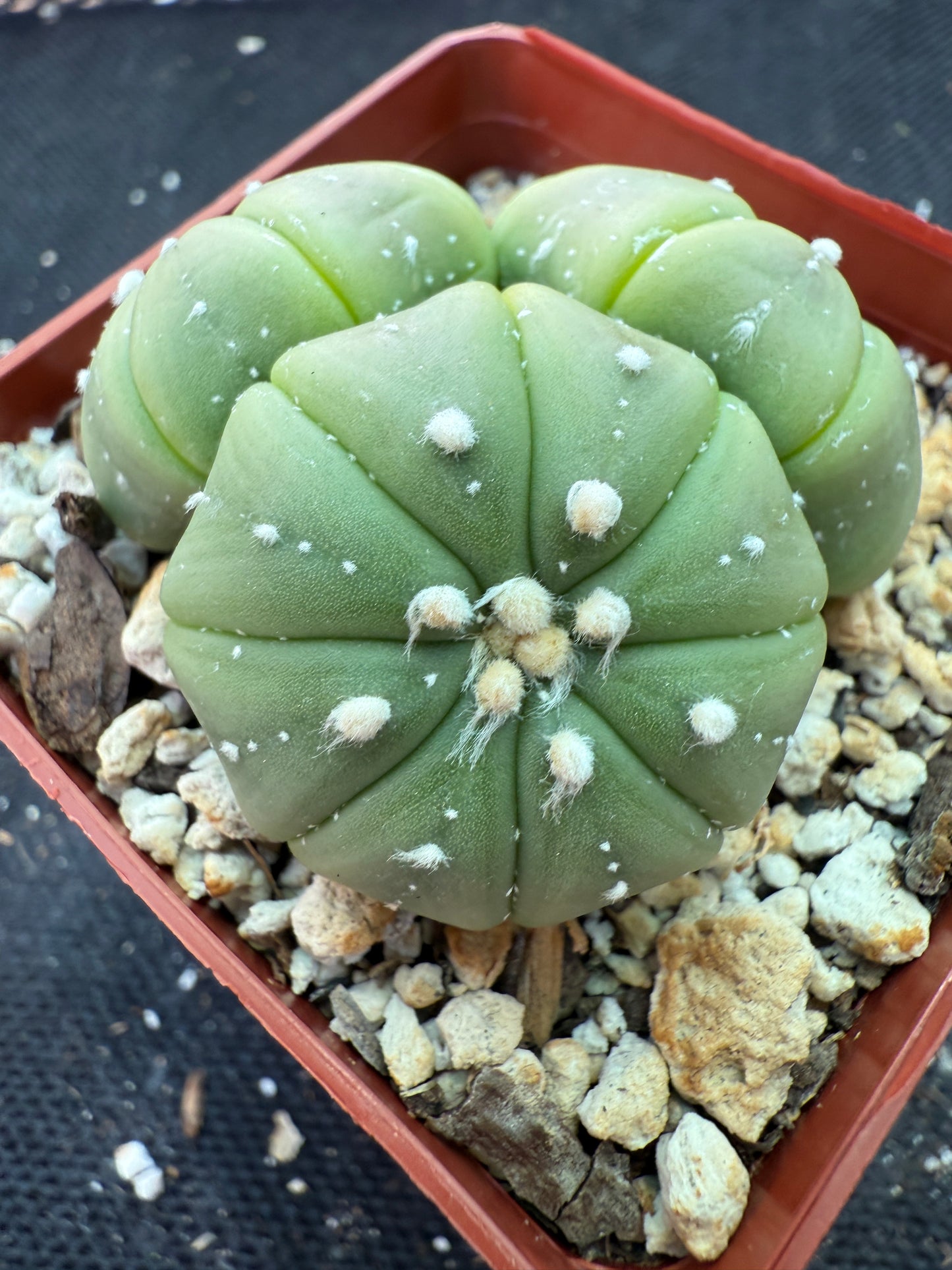 Astrophytum asterias three headed plant very rare 162