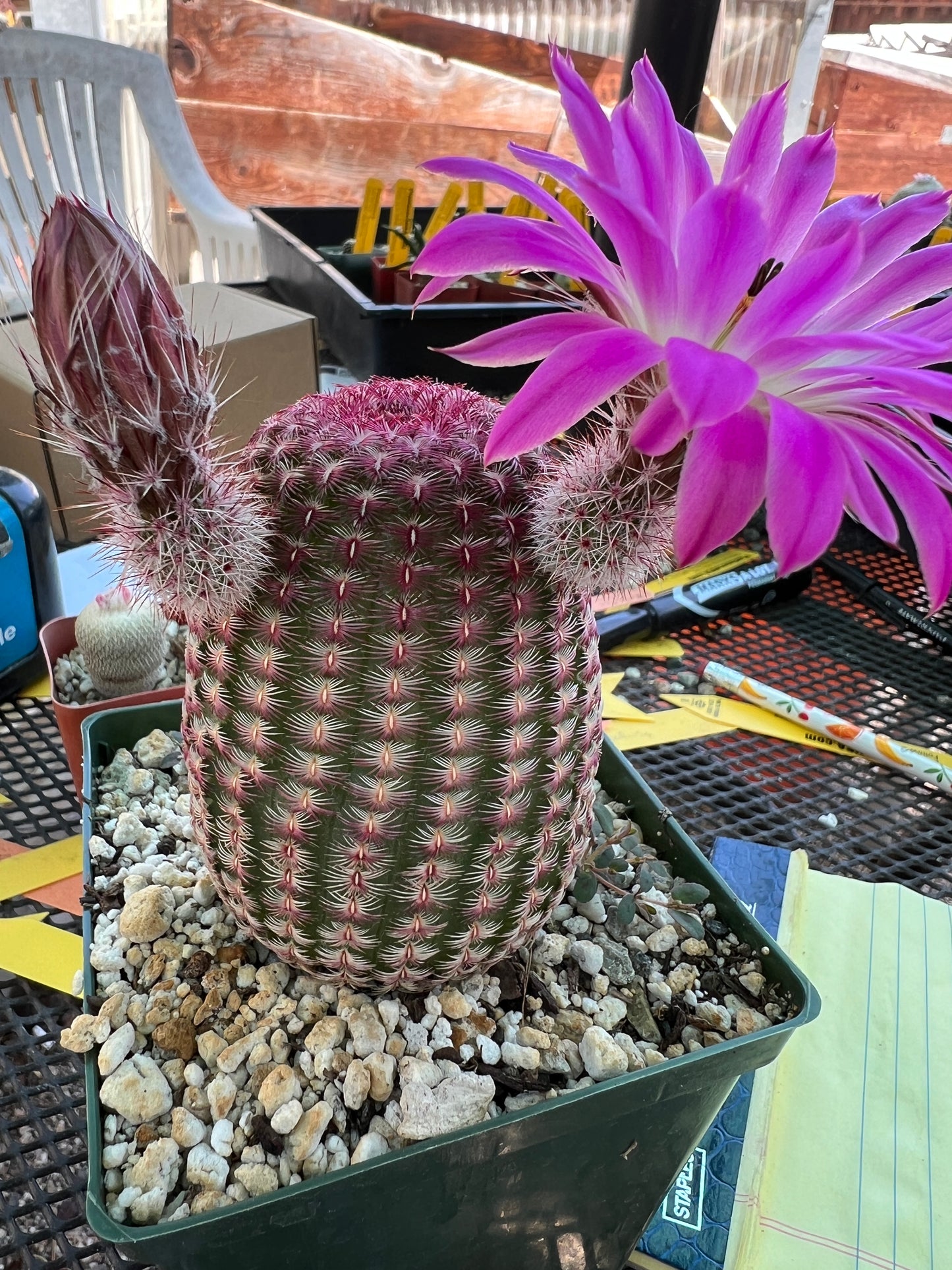 Echinocereus rubispinus cactus in 4.25 inch pot