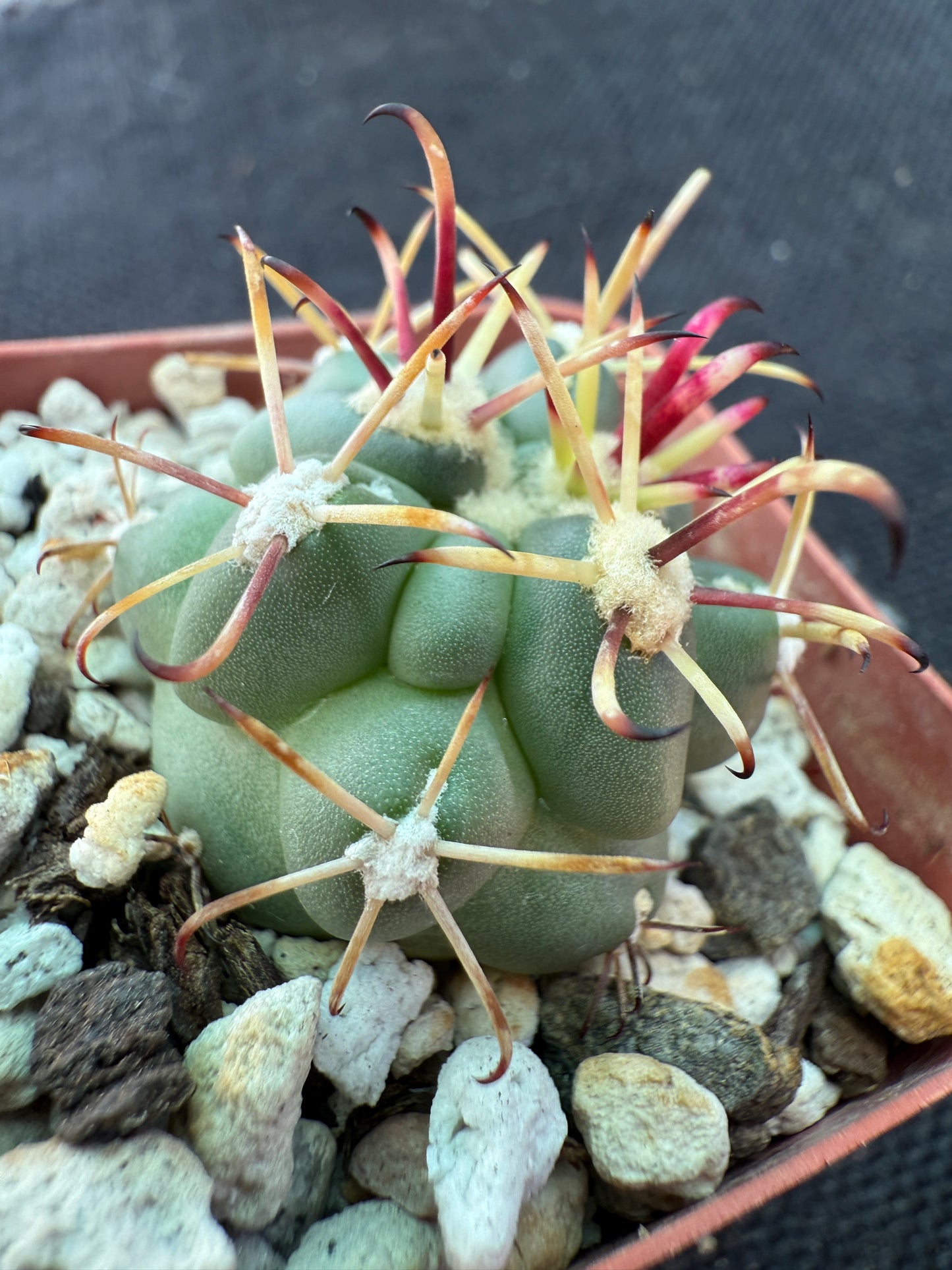 Sclerocactus brevihamatus rare cactus 204