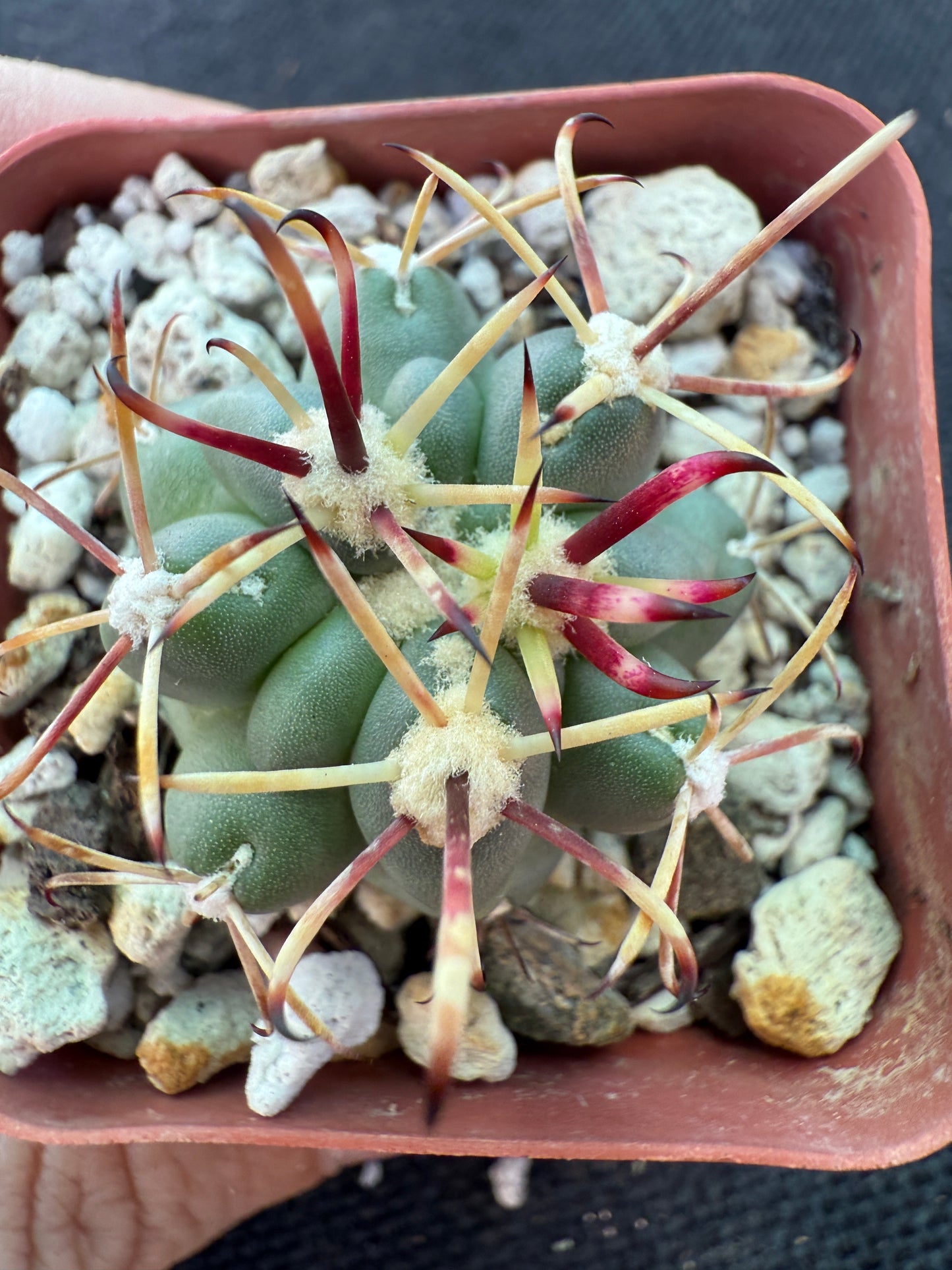 Sclerocactus brevihamatus rare cactus 204