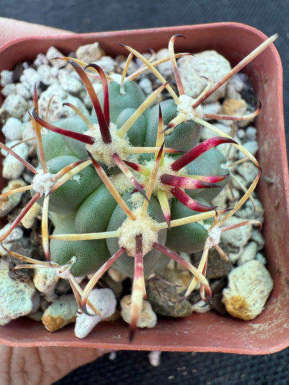 Sclerocactus brevihamatus rare cactus 204