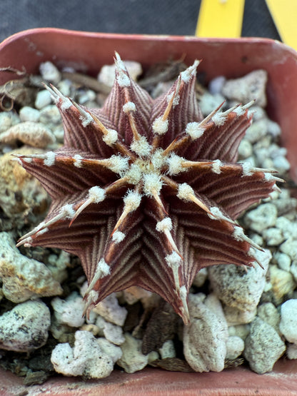 Gymnocalycium VoS1241 nice 208