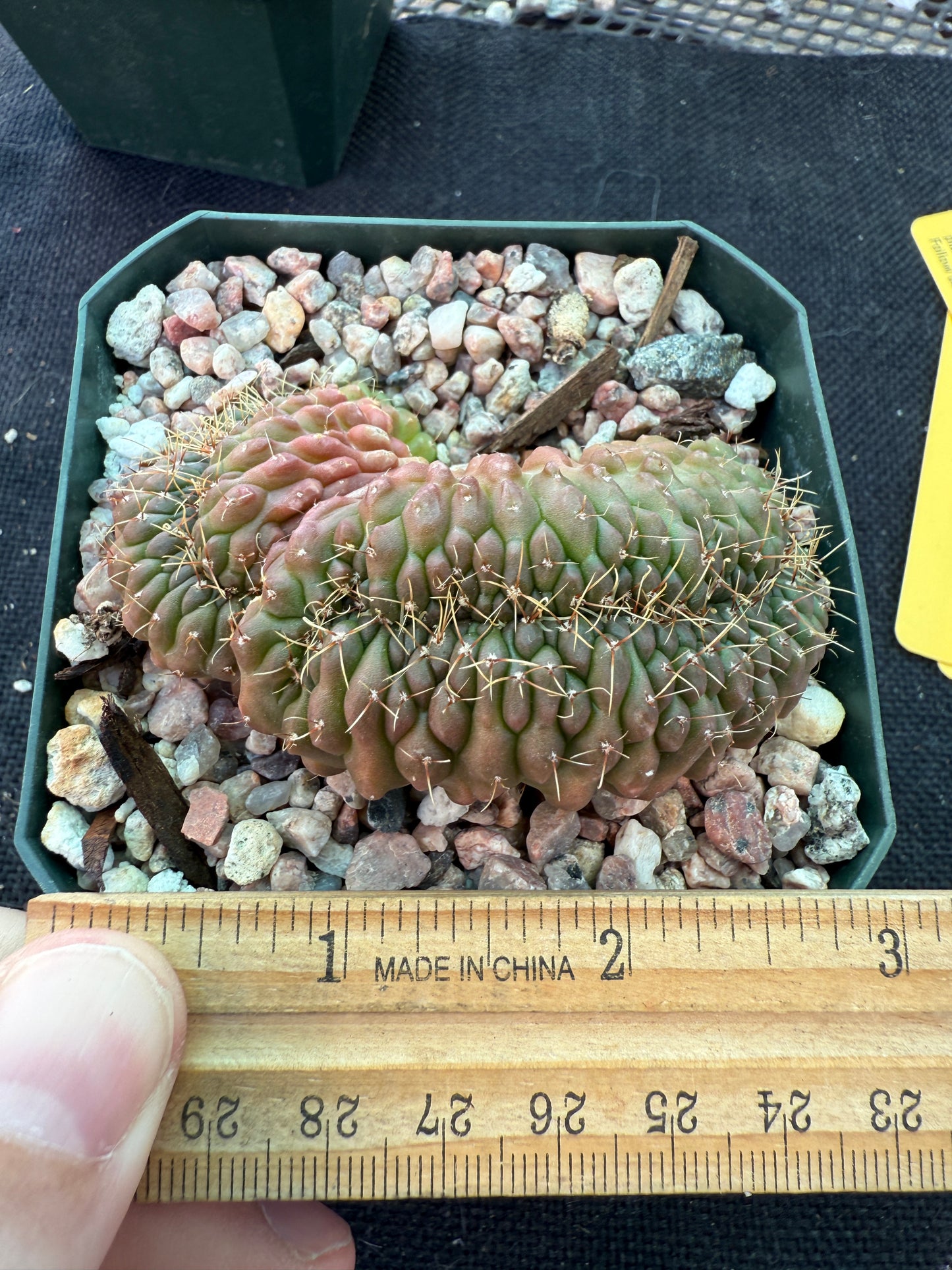 Gymnocalycium ochoterranae crest nice 213