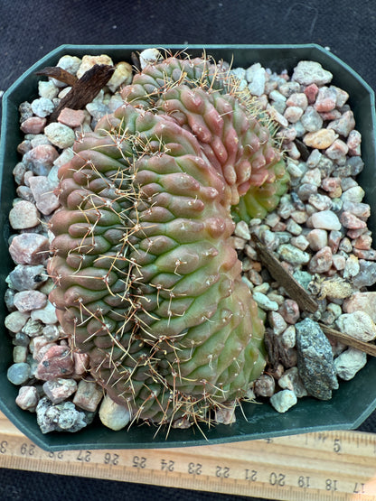 Gymnocalycium ochoterranae crest nice 213