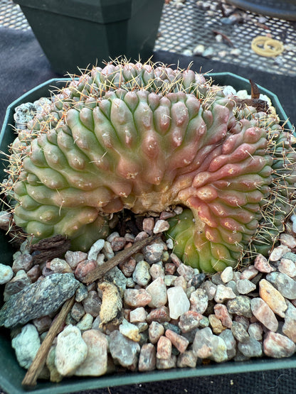 Gymnocalycium ochoterranae crest nice 213