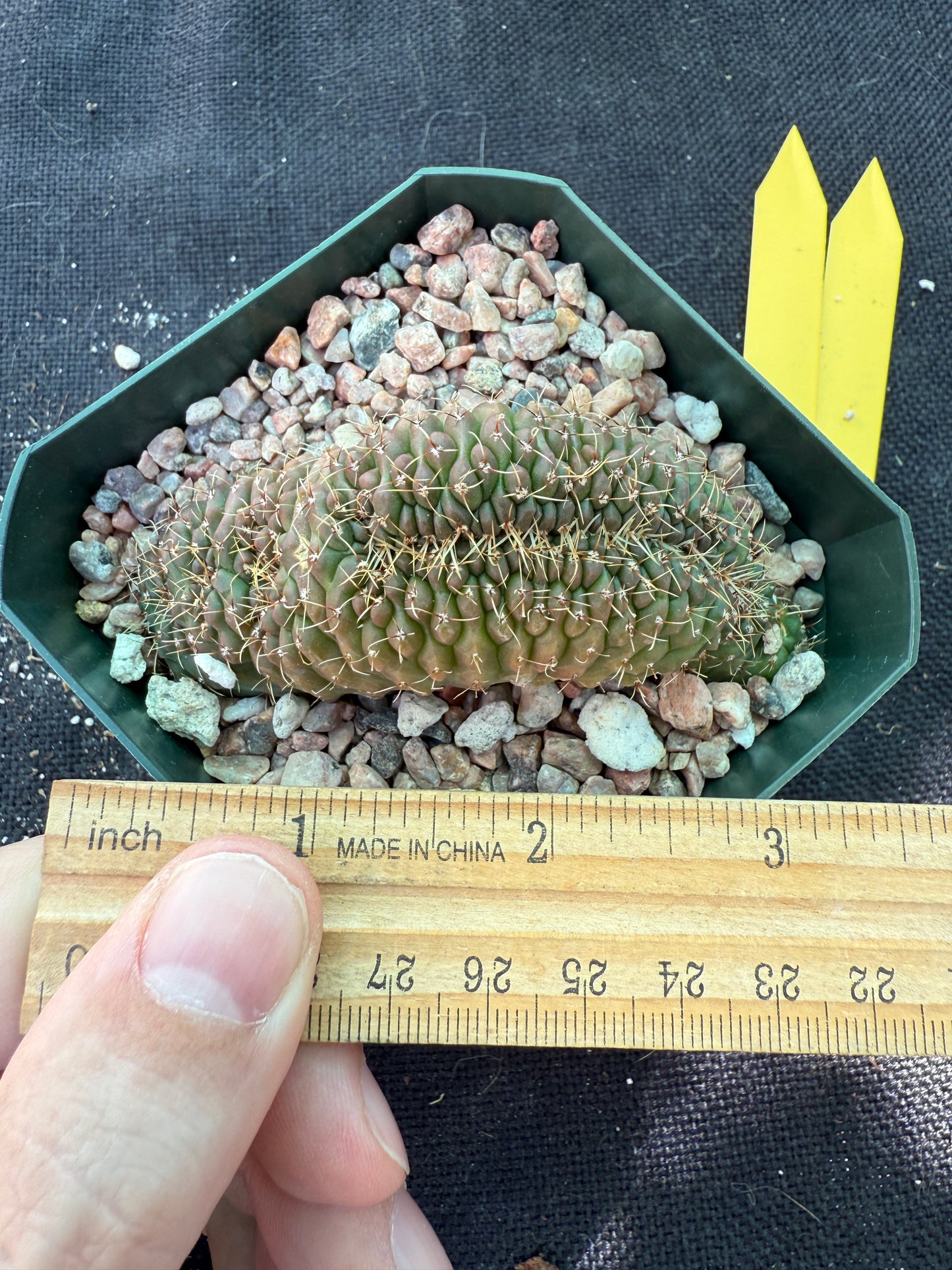 Gymnocalycium ochoterranae crest 214