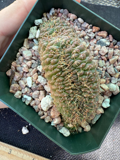 Gymnocalycium ochoterranae crest 214